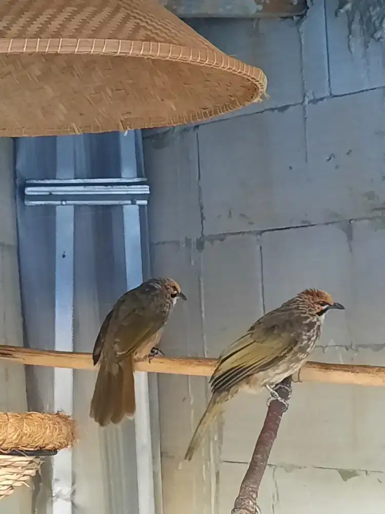 Burung Cucakrowo sepasang sdh bertelur