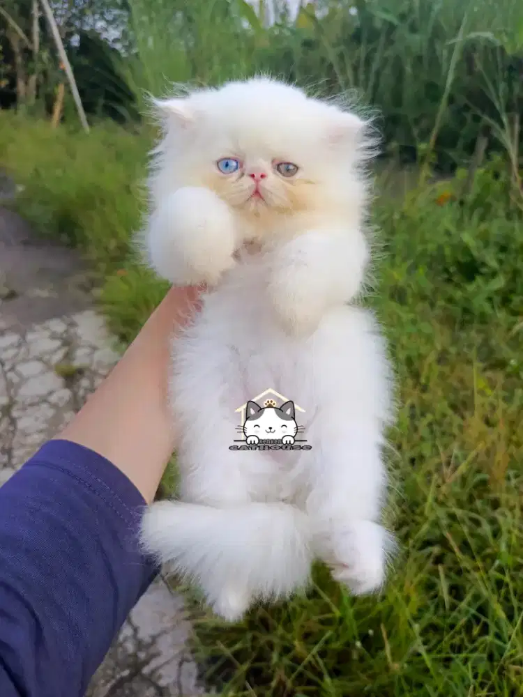 Kucing kitten peaknose odd eye unikk lucu