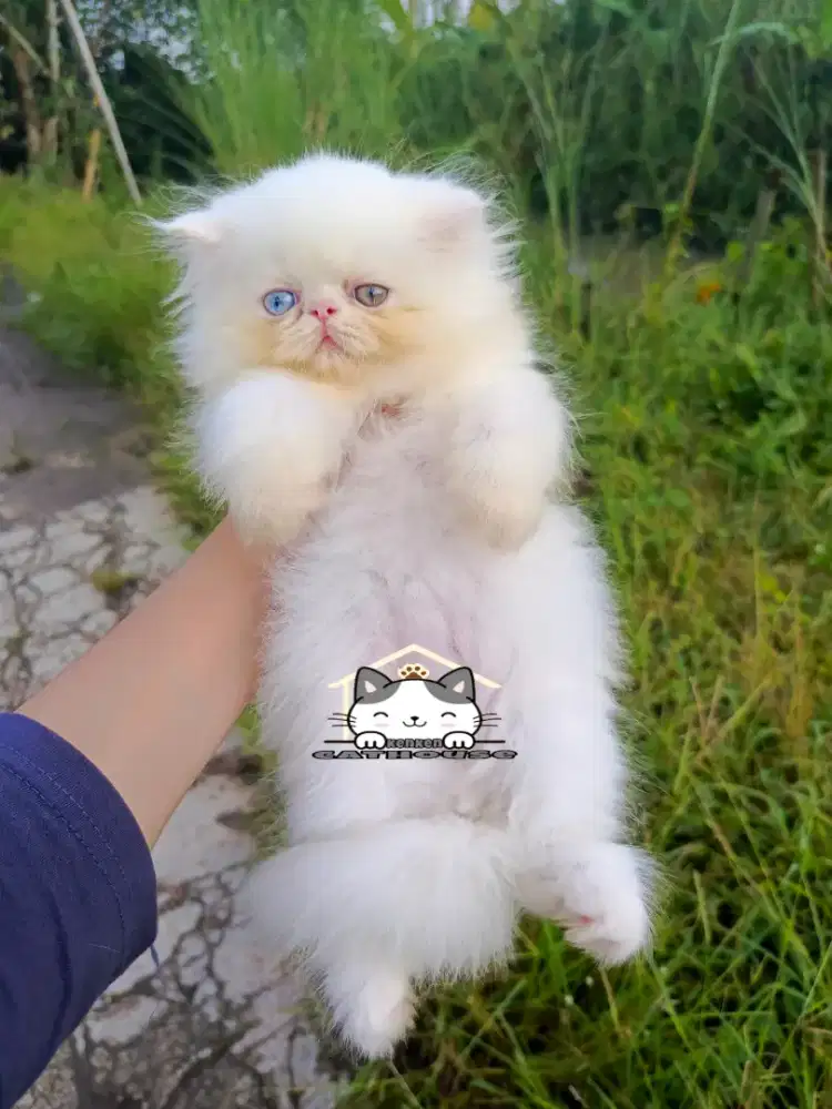 Kucing kitten peaknose odd eye unikk lucu