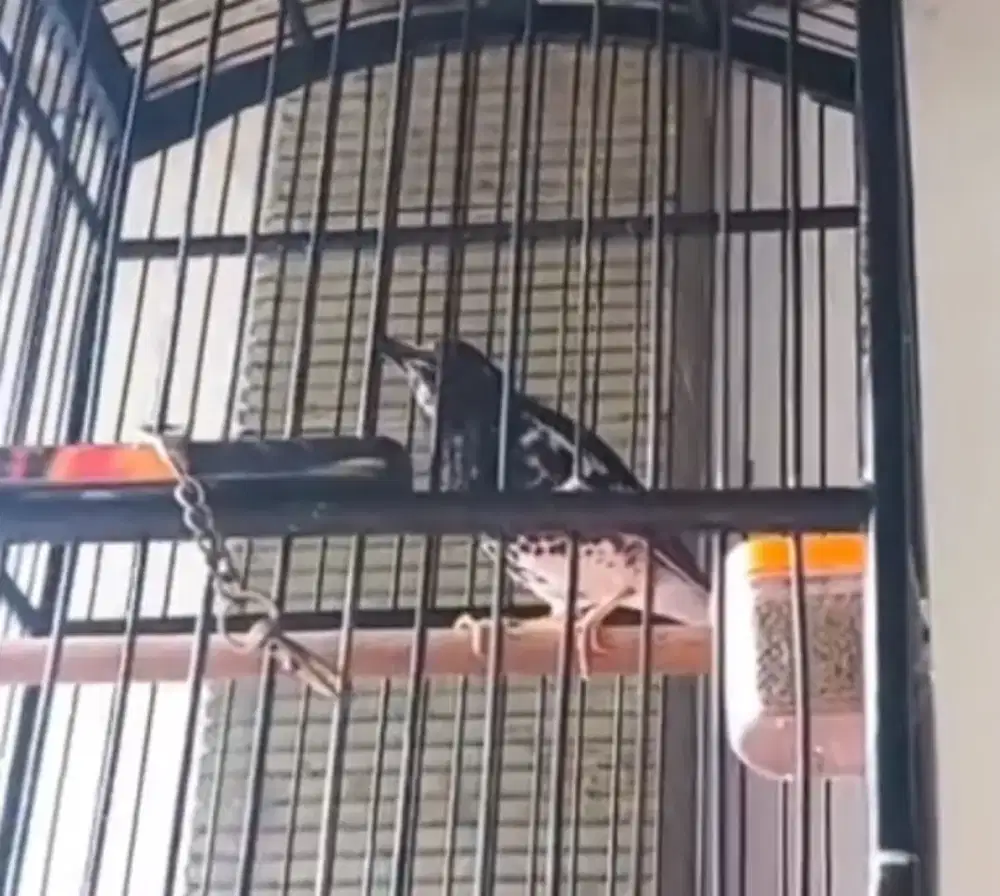 Anis kembang jantan ring gacor dor