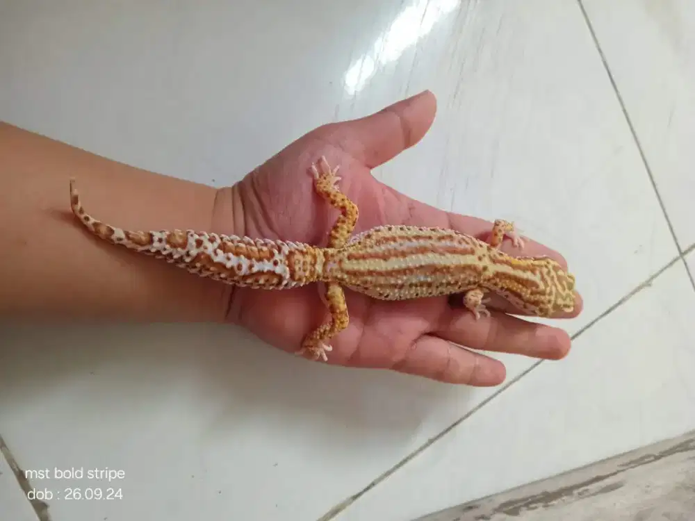 GECKO MURAH BU bangett