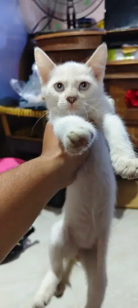 KITTEN SIAM flame point