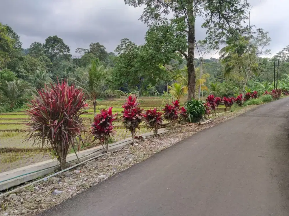 DIJUAL SAWAH PRODUKTIF AIR MELIMPAH dan LOKASI STRATEGIS