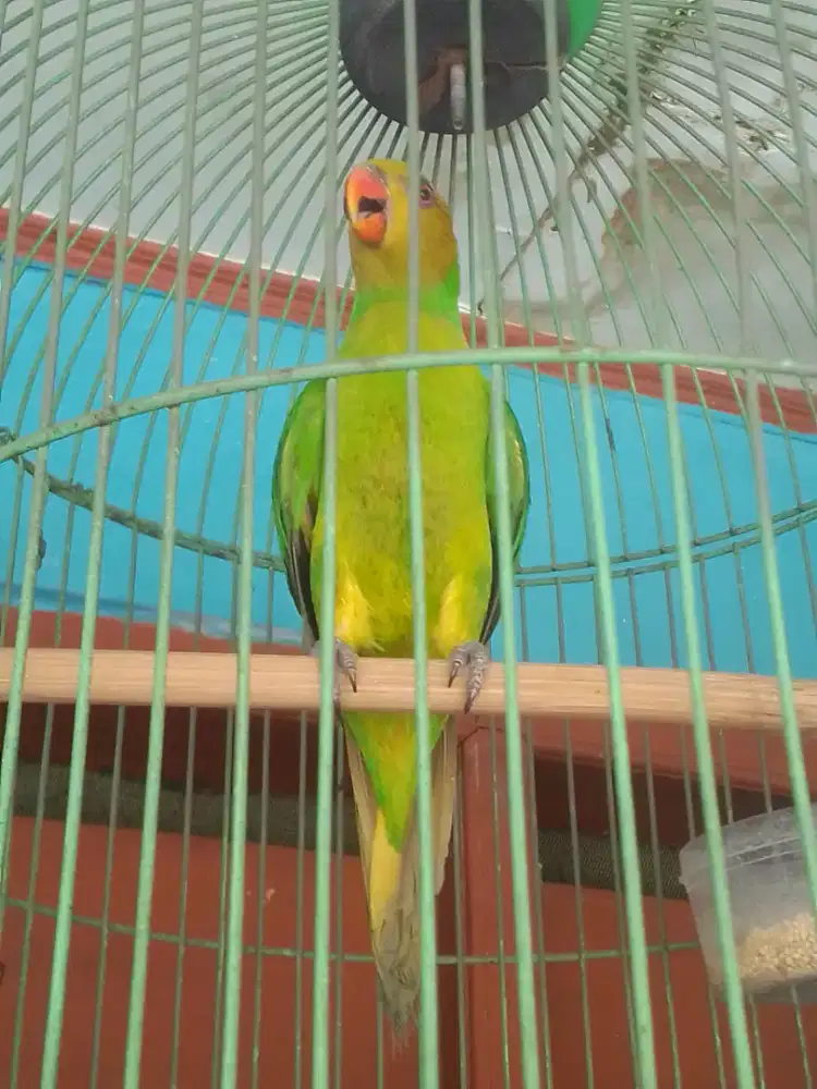 LOVEBIRD JOSAN EXS MASTERAN BRISIK BESETAN KASAR 1 JUT FULSET