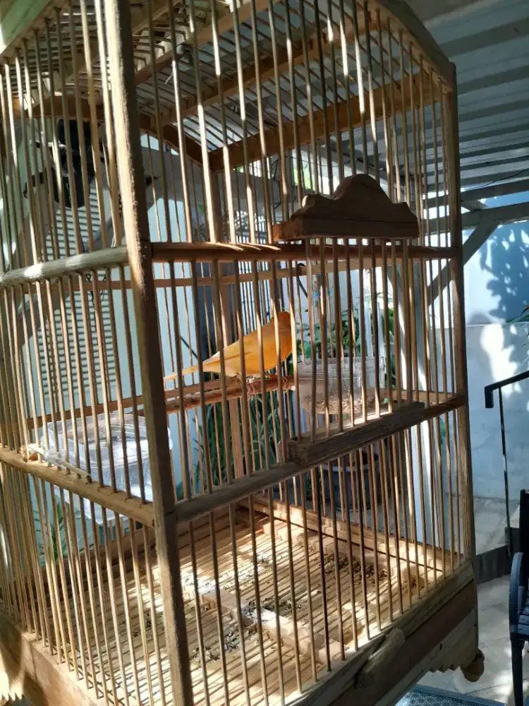 Kenari body besar full set