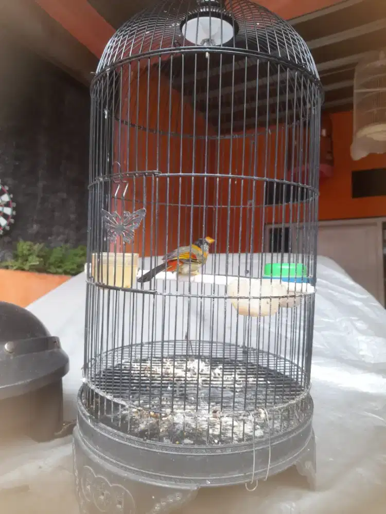 Burung pancawarna jantan