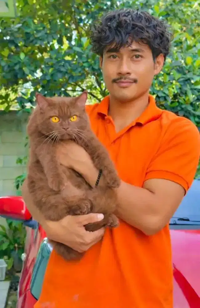 British shorthair cinamon betina 11 bulan