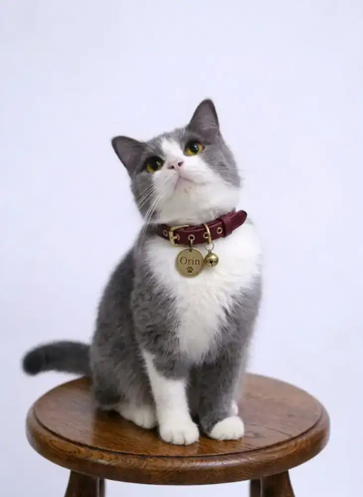 British Short Hair BSH Bicolor Blue Betina