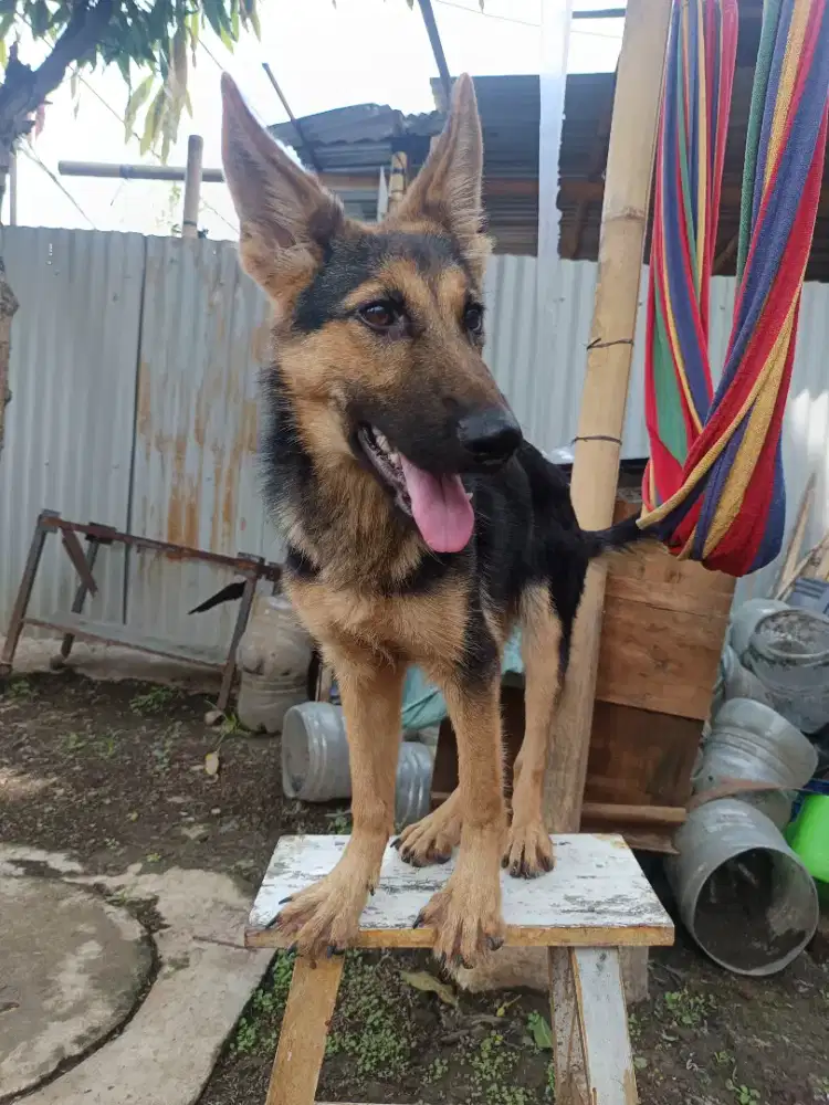 Anjing Germany Shepard ( Herder