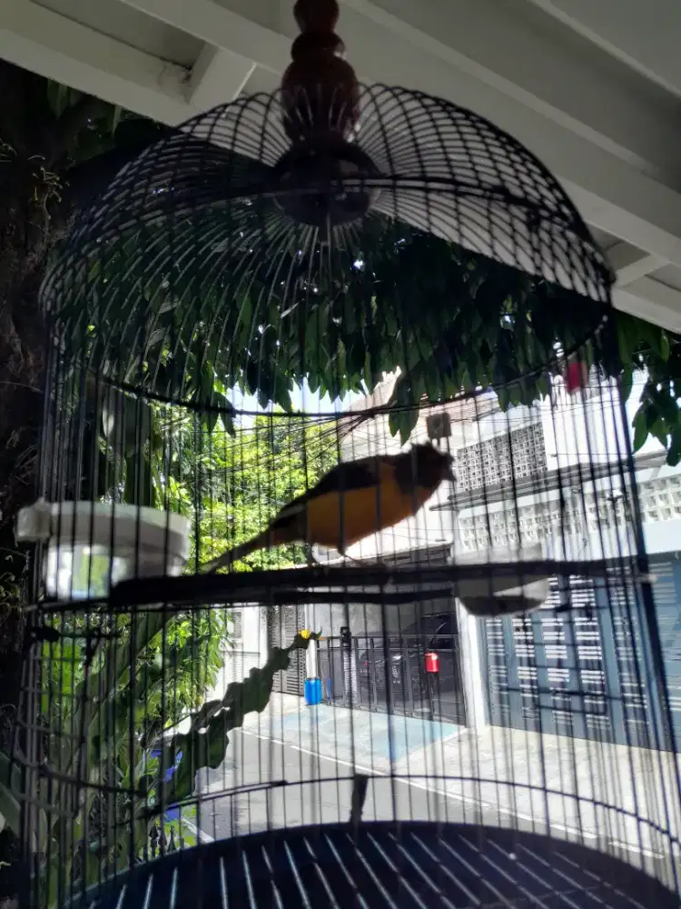 Kenari jambul anak tunggal