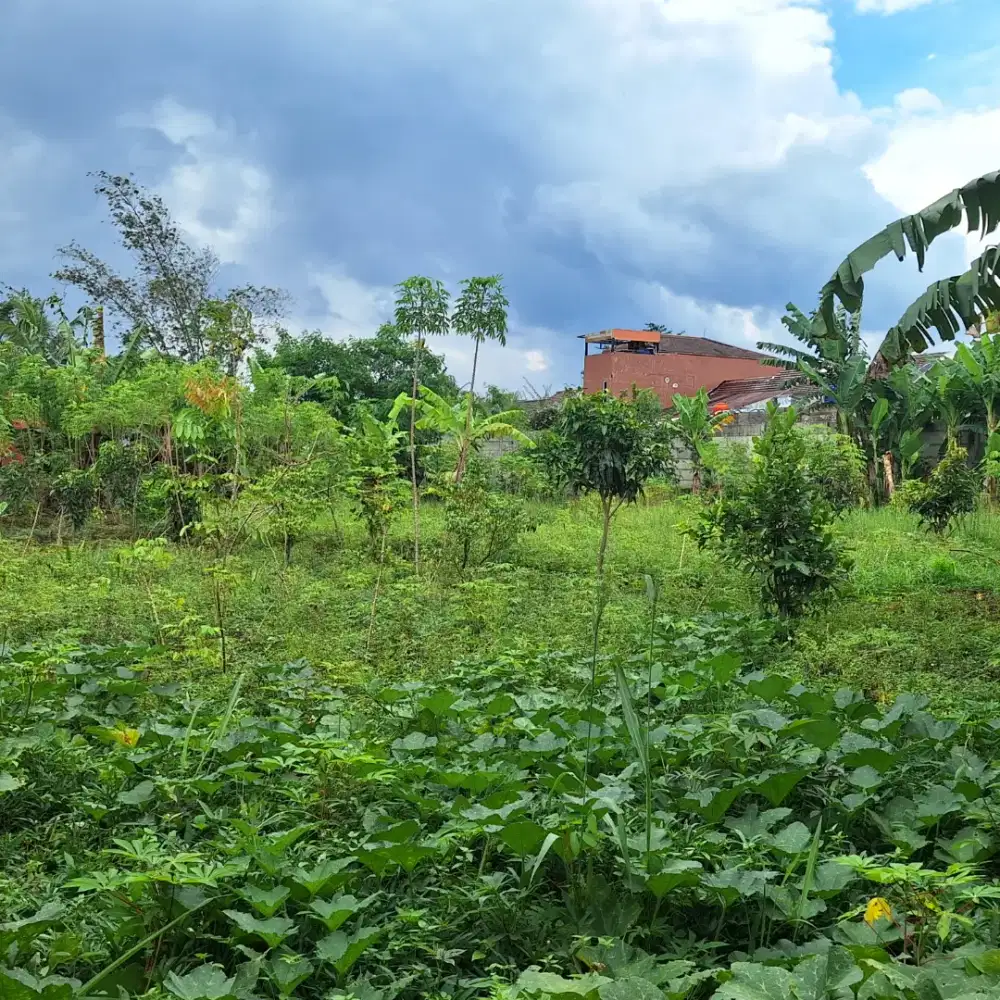 Dijual Murah Cepat Tanah Kebun Di Kp Gunungkarang Sukabumi