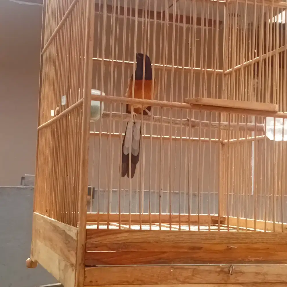 Burung murai batumedan