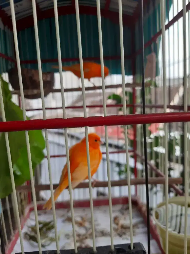 Burung Kenari Merlok.