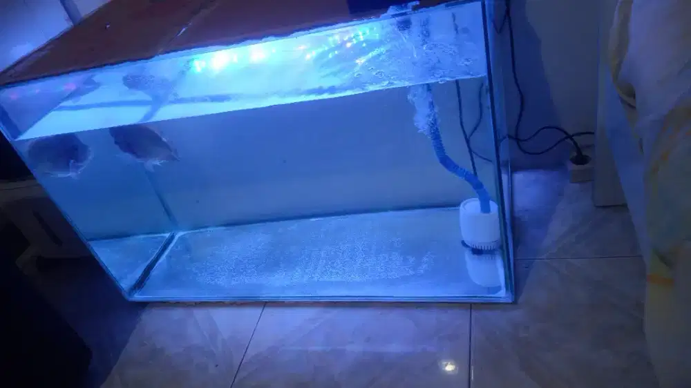Louhan SRD + Aquarium Panjang 1 Meter