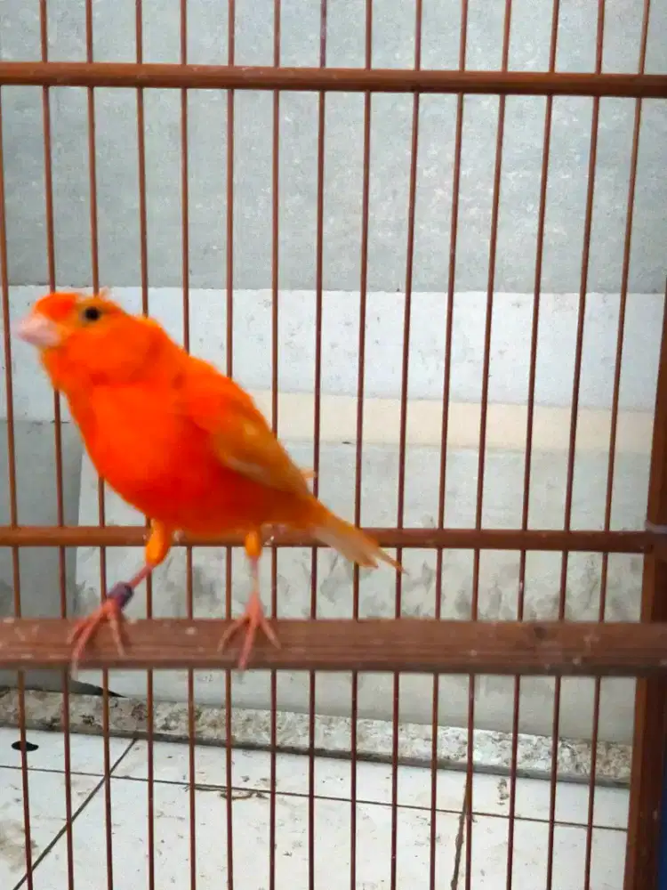 Burung kenari jantan gacor door