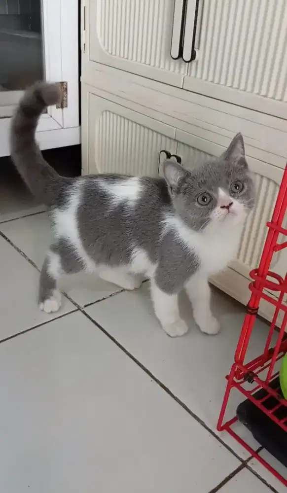 BRITISH SHORTHAIR / BSH BICOLOUR