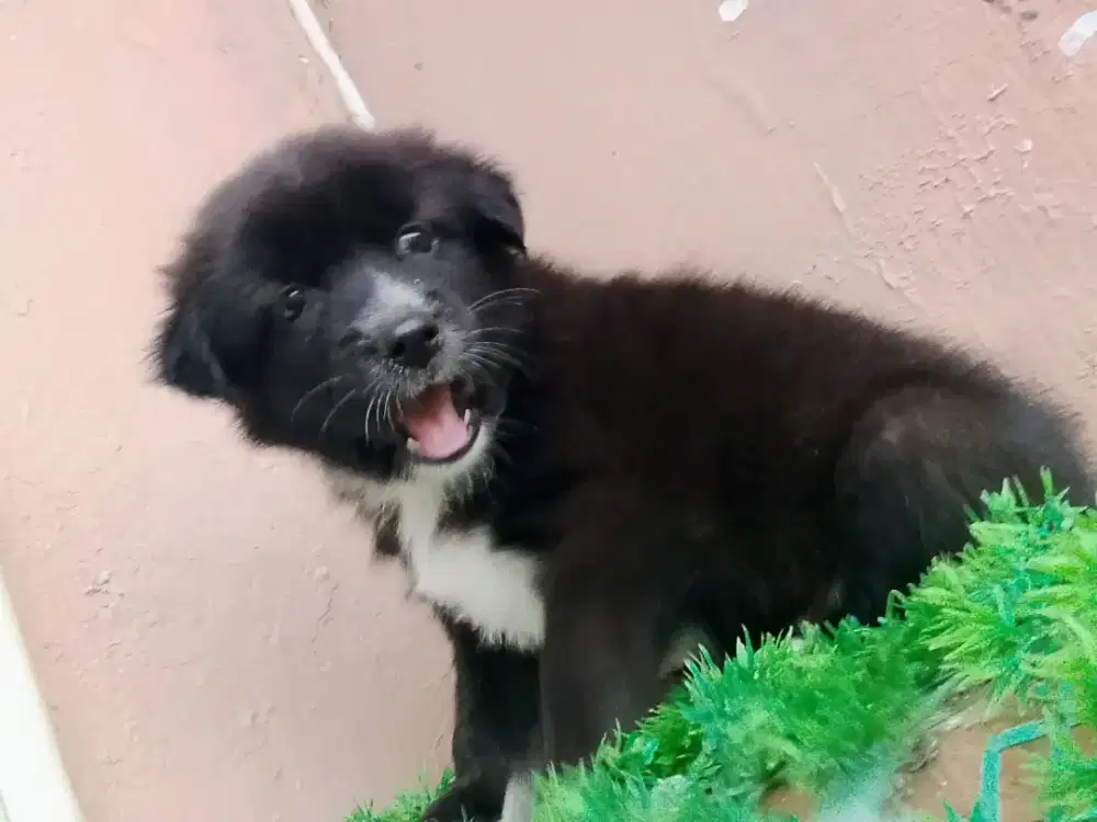 Betyna 2 bulan kintamani