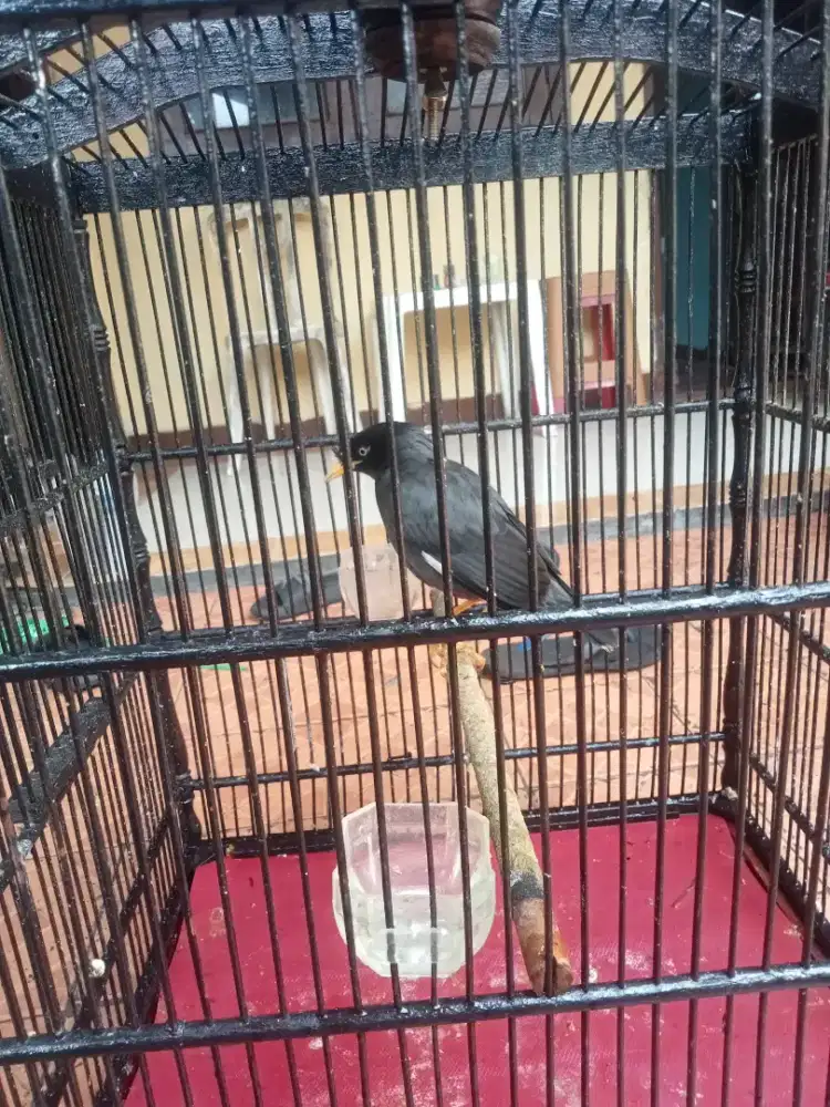 Jalak kebo mata putih