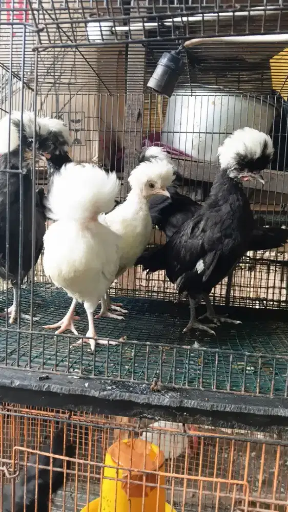 Ayam polandia white crested
