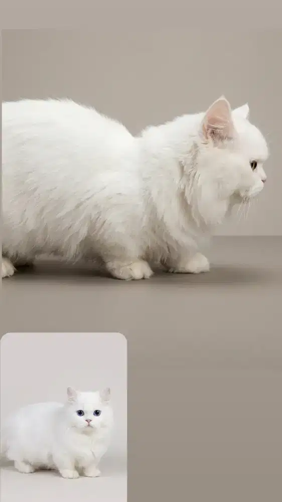 Munchkin White Solid Male Munchkin Pejantan