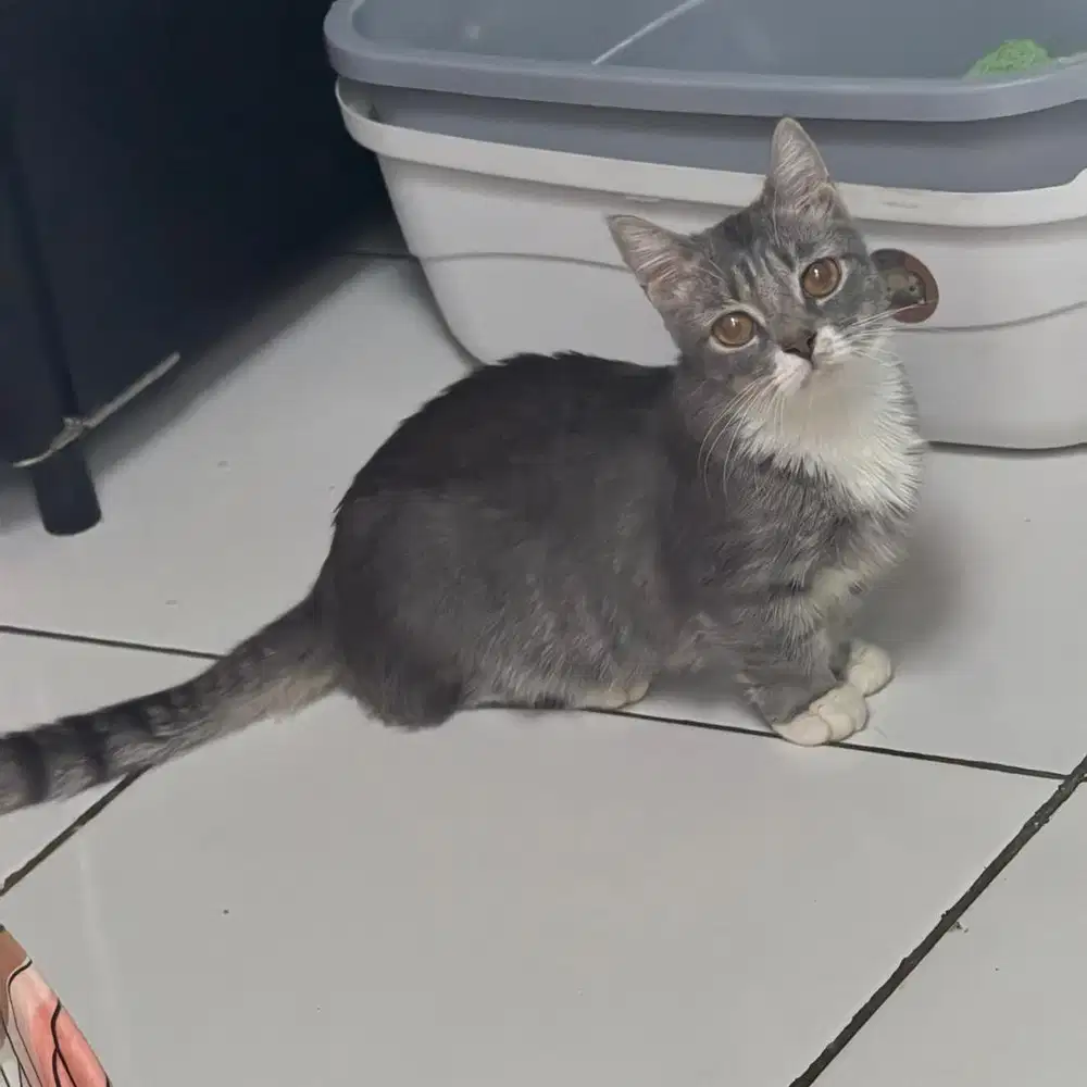 Kucing muchin lucu kaki pendek