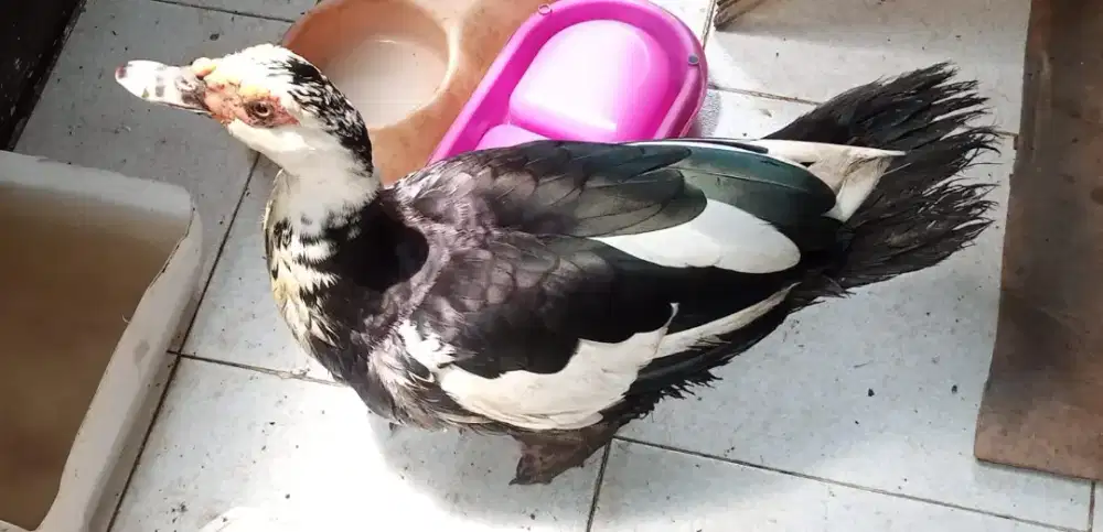 Jual aja nih entok JUMBO,udh 1 kali nelur,tp gk ada pasangan nya