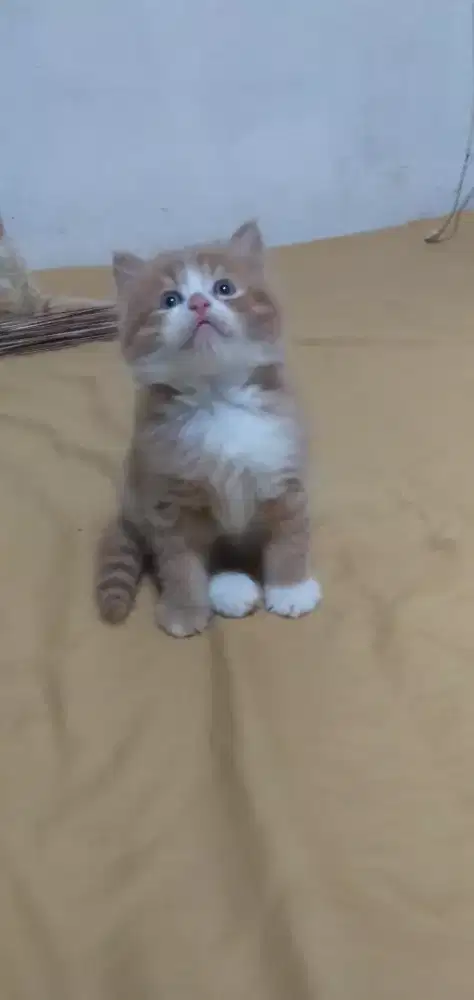 Kiteen persimed jantn