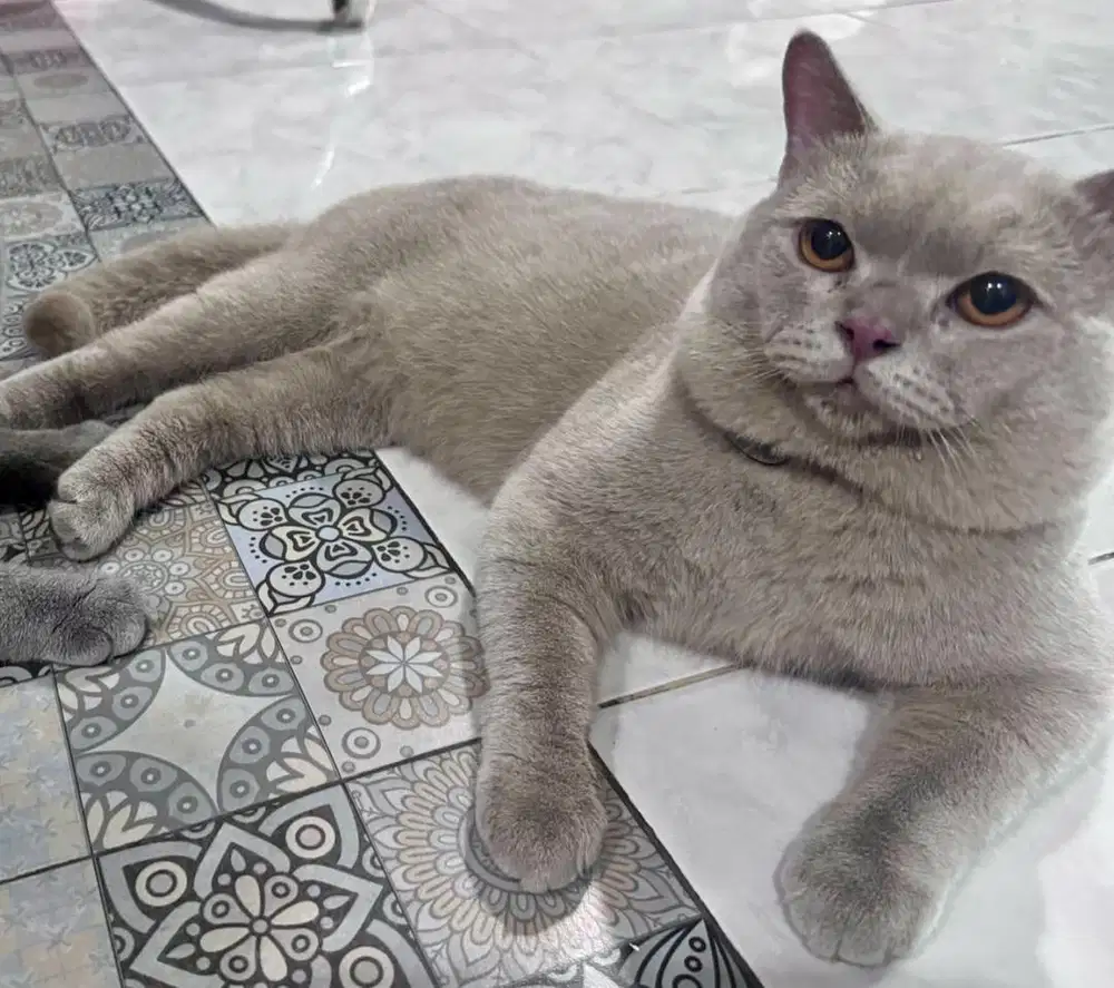 British short hair big bone