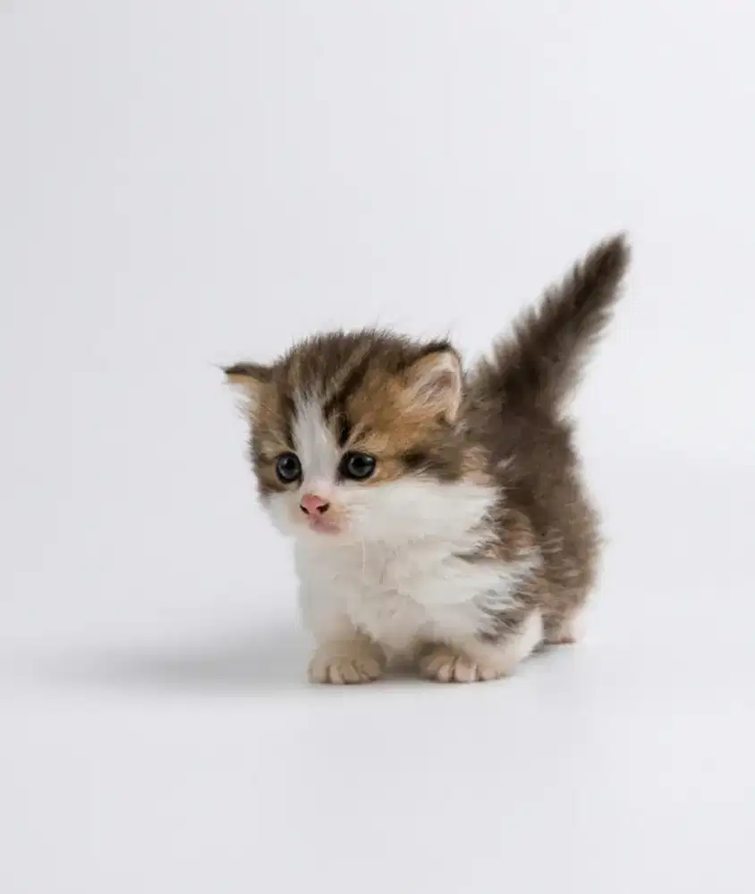 Munchkin Bicolor Choco White Female