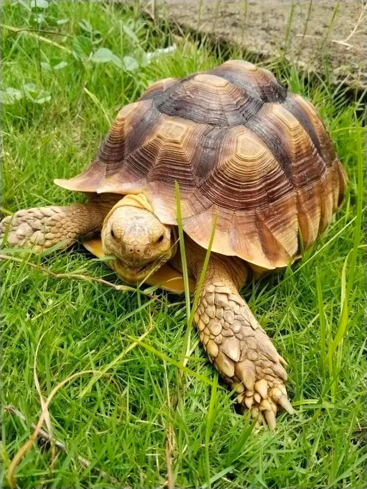 For Sale Kura2 Sulcata
