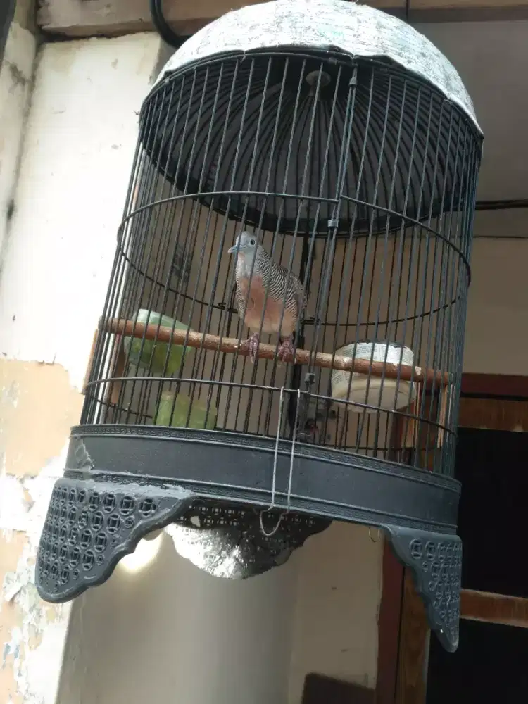 Perkutut bangkok cetekan (burja)