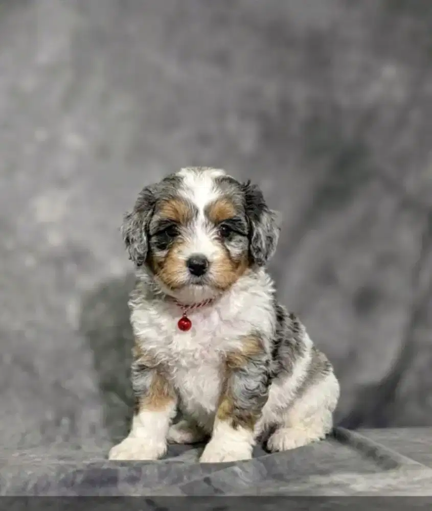 Poodle merle warna eksotik