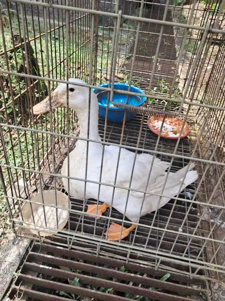 Bebek betina sudah pernah bertelur