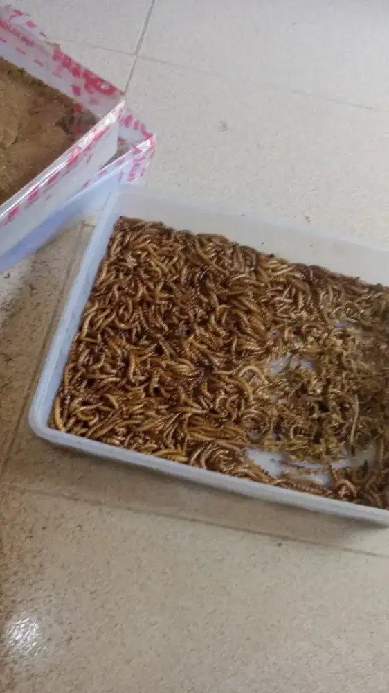 Ulat jerman pakan ternak