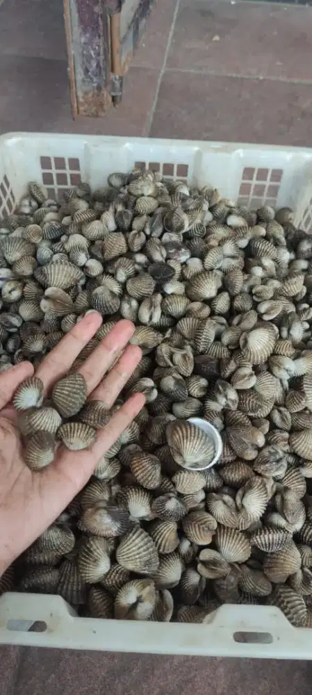 Kerang dara fresh