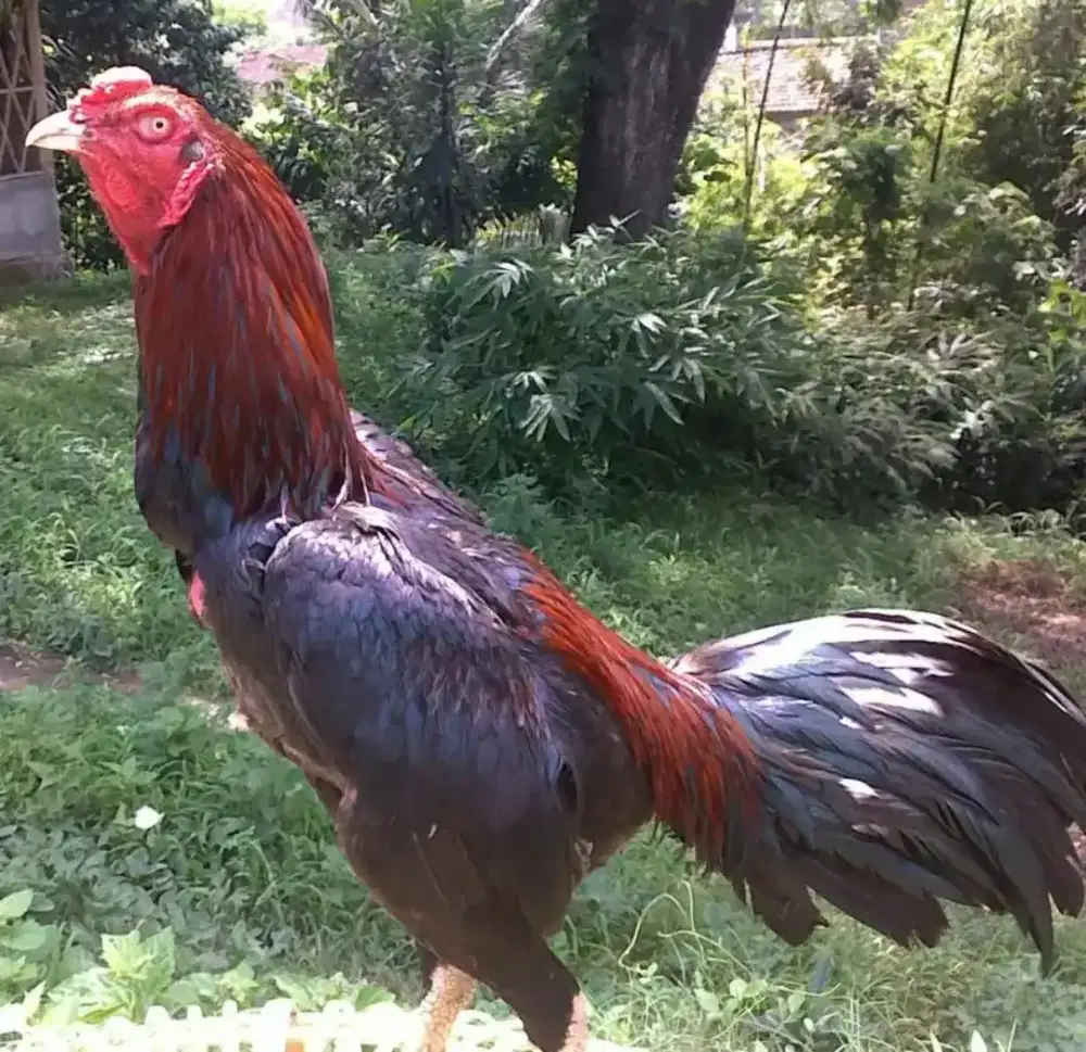 Jual²in aja nih ayam bangkok jago sepasang sm betina peranakan bangkok