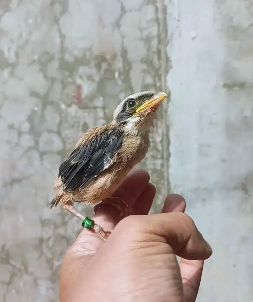 Berbagai macam anakan