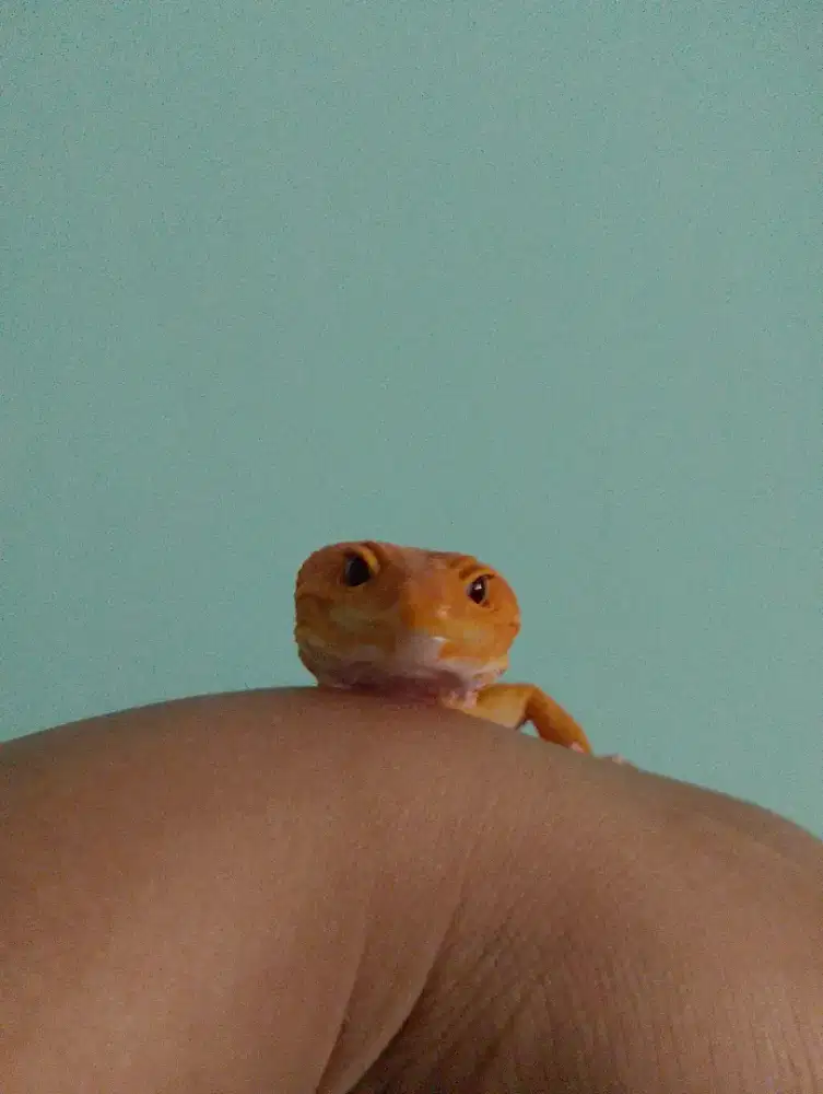 Jual gecko kesayangan