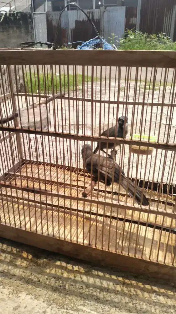 Poksay Hongkong anakan sepasang