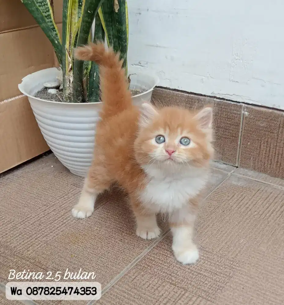 Kucing persia gimbul