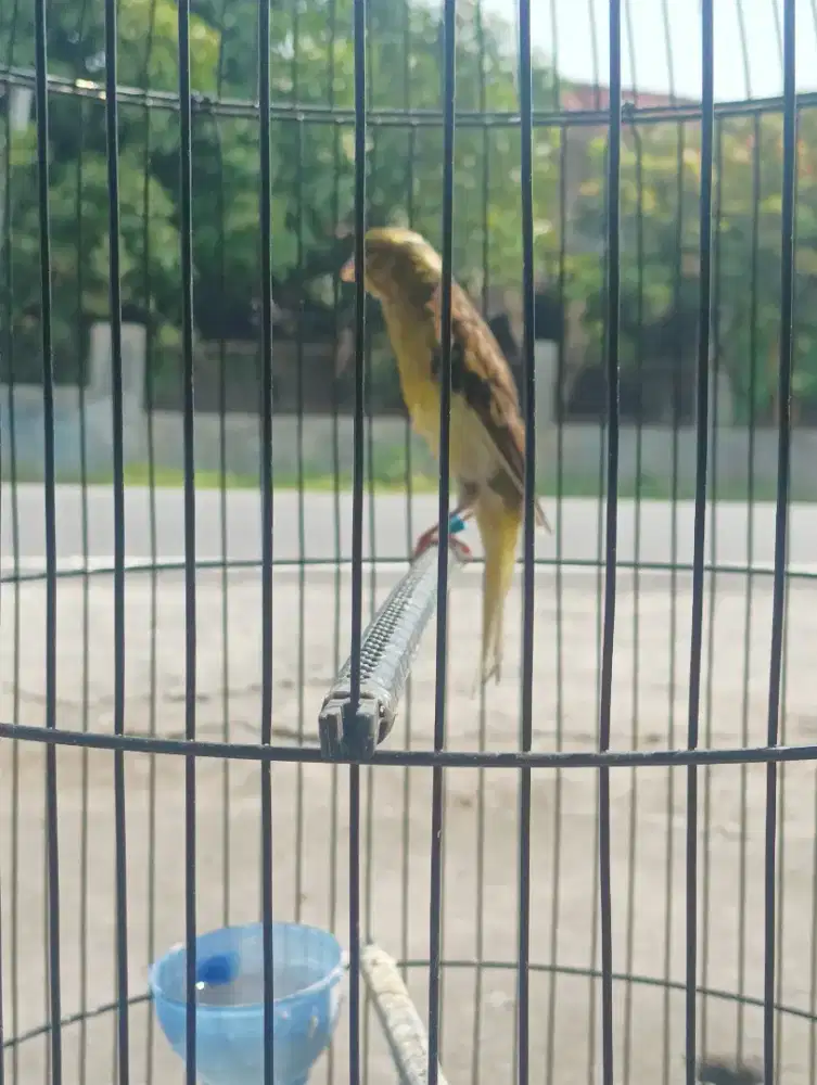 Burung kenari f1sf gacor