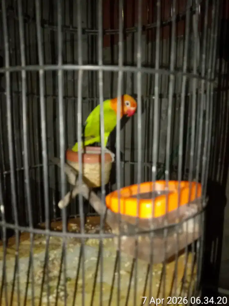 burung lovebird biola green paud burja