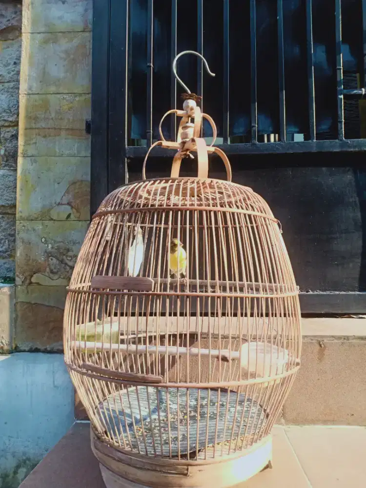 Kenari jantan,udah ngeriwik,jual murah plus kandang