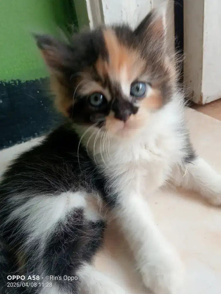 peranakan persia & anggora