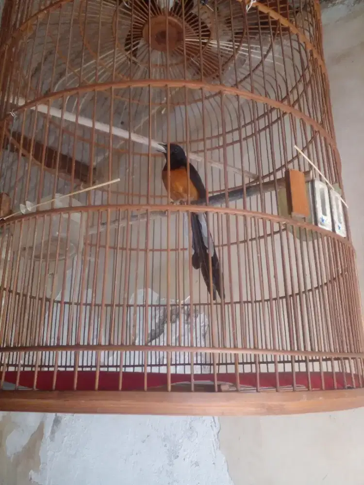 Dijual murai batu medan