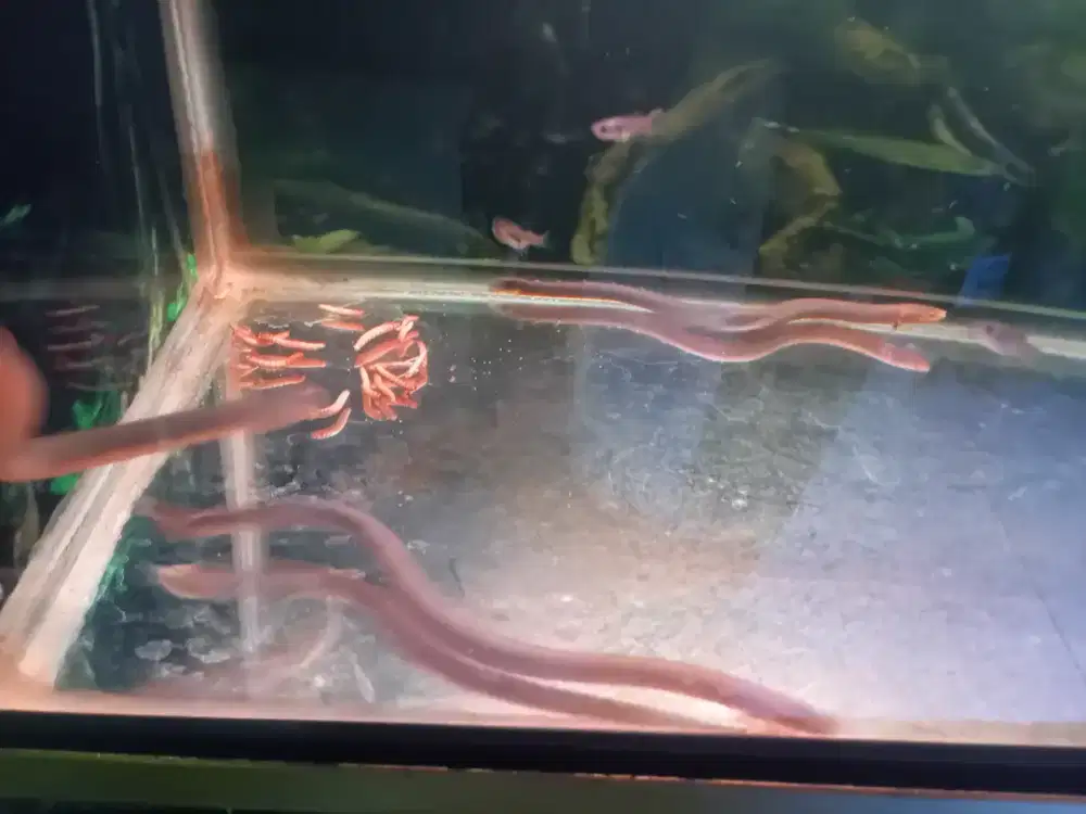 2 pasang Indukan ikan palmas tali super langka import