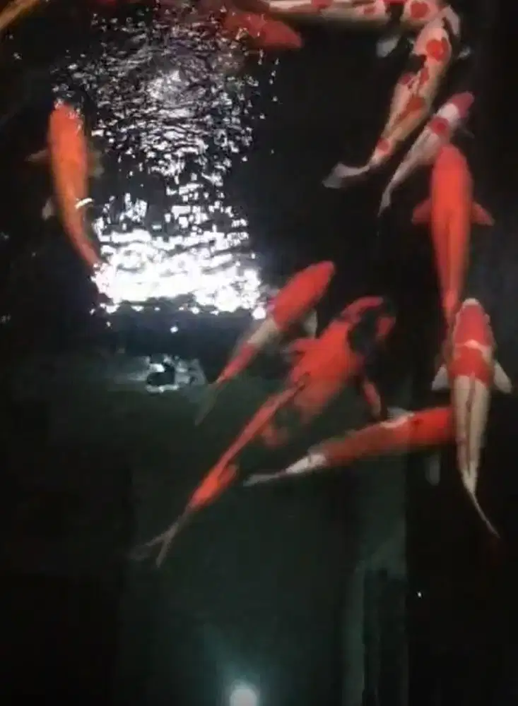 Dijual murah 10 Ekor (sepaket) ikan koi jepang