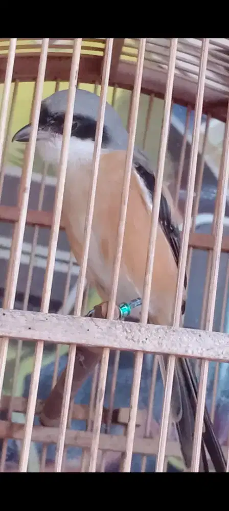 Burung pentet Ring prospek