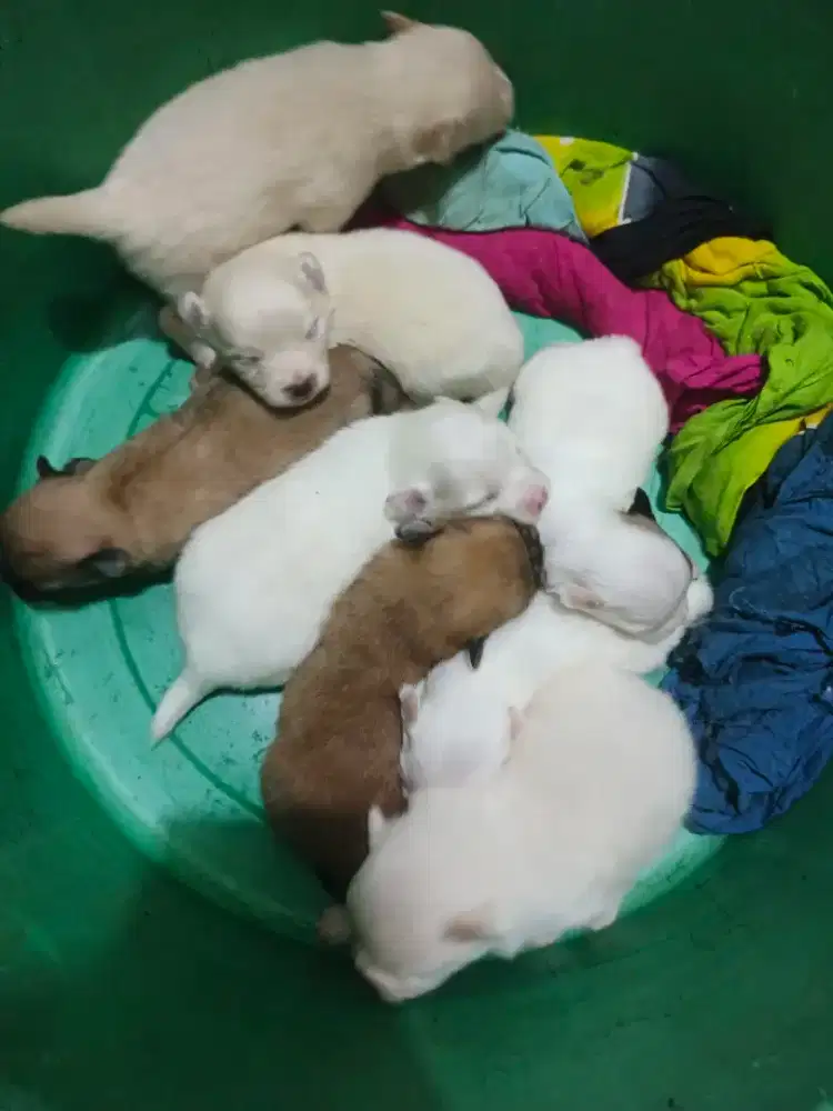 Puppy anjing pomerian