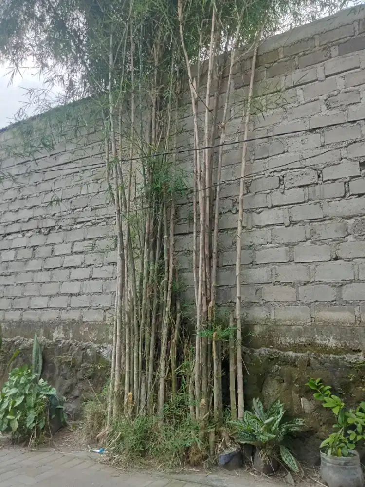 Bibit pohon Bambu hias